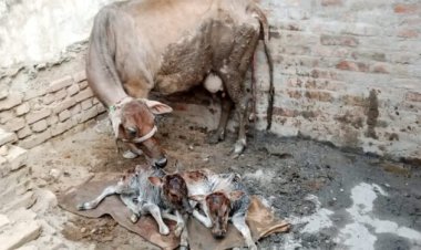 कुदरत का करिश्मा, एक गाय ने दो बछिया को जन्म दिया