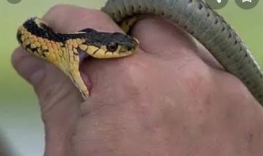 परिजन संग सो रही बालिका की सांप काटने से हुई मौत, परिजनों ने  बिना पुलिस को सूचना दिए किया अंतिम संस्कार