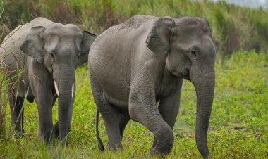  पिछले वर्ष 32 हाथियों की मृत्यु , 9 का शिकार - ब्यूरो 