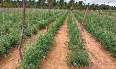 Drip Fertigation enhance crop yield and farmers prosperity: Lesson from Tarikere Community Drip Irrigation Phase II