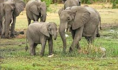 2022 में 32 हाथी मृत, 9 का शिकार - रंजन तोमर