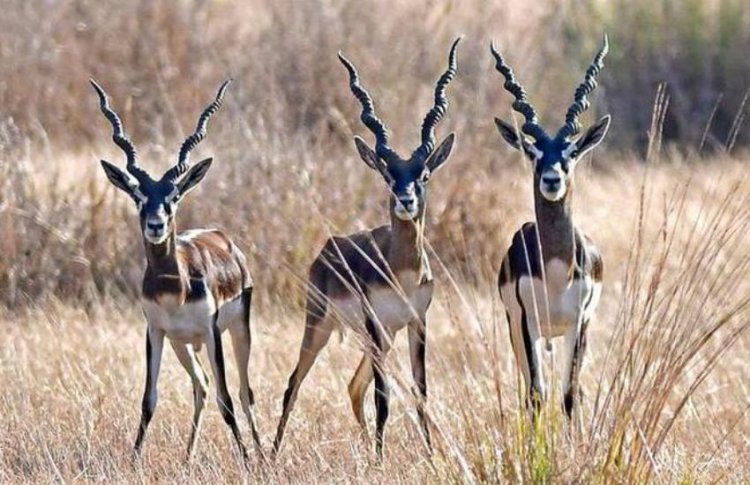 पिछले 5 साल में 15 काले हिरणों का हुआ शिकार - रंजन तोमर 