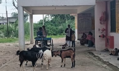 बिरनो सामुदायिक स्वास्थ्य केंद्र बना चारागाह