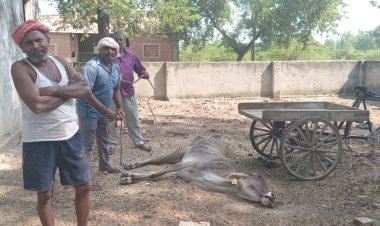 गौशाला में हो रही गौ माता की दुर्दशा जिम्मेदार मौन 