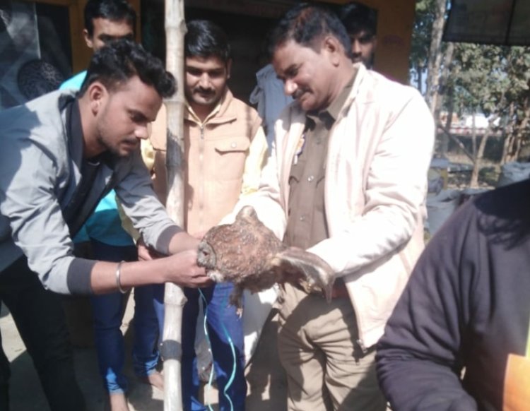 दुर्लभ प्रजाति का उल्लू आसमान से गिरा, लोगों ने किया पुलिस के हवाले