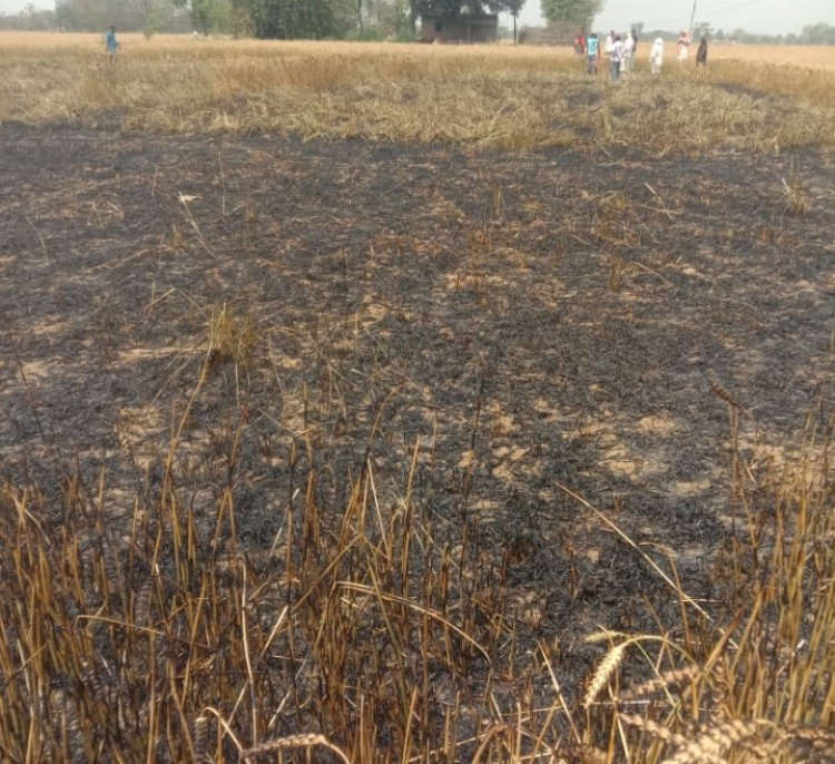 शार्ट सर्किट से गेहूं के फसल में लगी आग फसल जलकर हुआ खाक