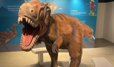 Get Set Learn partners with Museum of Solutions to bring ‘Dinosaurs Among Us’, an American Museum of Natural History exhibit, to India