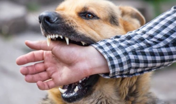 नोएडा के सेक्टर 55 में कुत्तों का आतंक, निवासियों में डर