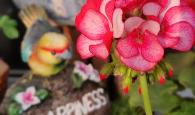 How to Prepare Your Garden for a Show or Gardening Competition : Horticulturist Rashmi Kumari
