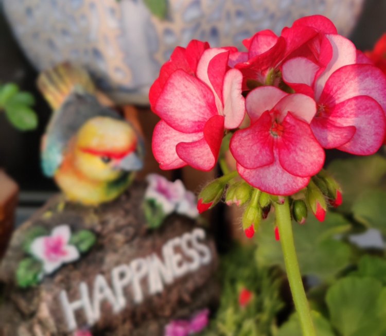 How to Prepare Your Garden for a Show or Gardening Competition : Horticulturist Rashmi Kumari
